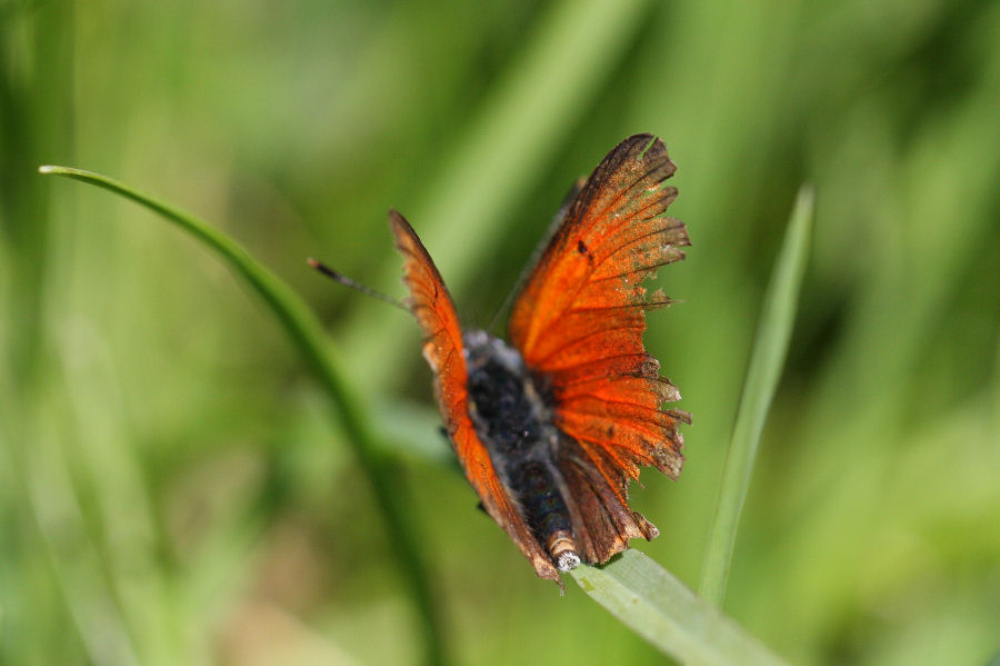 Lycaenidae molto vissuto